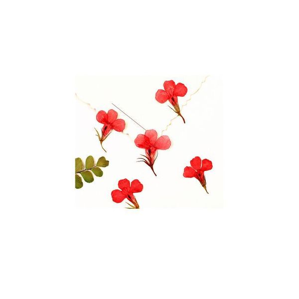 24pcs,nature pressed lobelia flowers,real touch flower petals for diy candles craft bookmark gift card,flores facial de qylbts
24pcs,nature pressed lobelia flowers,real touch flower petals for diy candles craft bookmark gift card,flores facial de qylbts