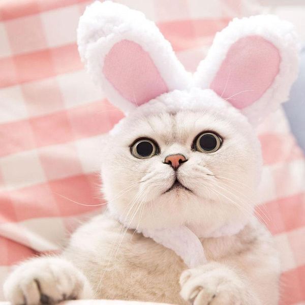 cat costumes cute headgear funny pet dog cap costume warm party headwear po cosplay ears year christmas hat n9q8
cat costumes cute headgear funny pet dog cap costume warm party headwear po cosplay ears year christmas hat n9q8