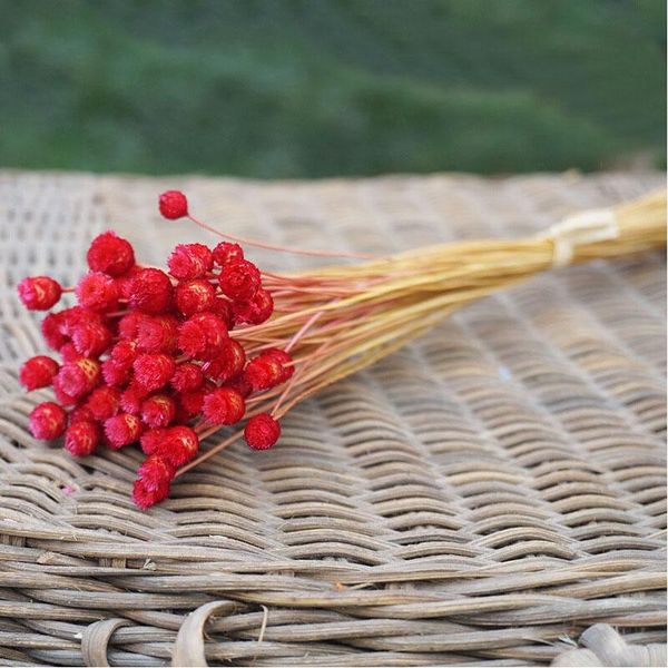 50pcs kawaii happy flower natural small dried flower pressed dried flowers mini decorative arrangement p backdrop decoration
50pcs kawaii happy flower natural small dried flower pressed dried flowers mini decorative arrangement p backdrop decoration