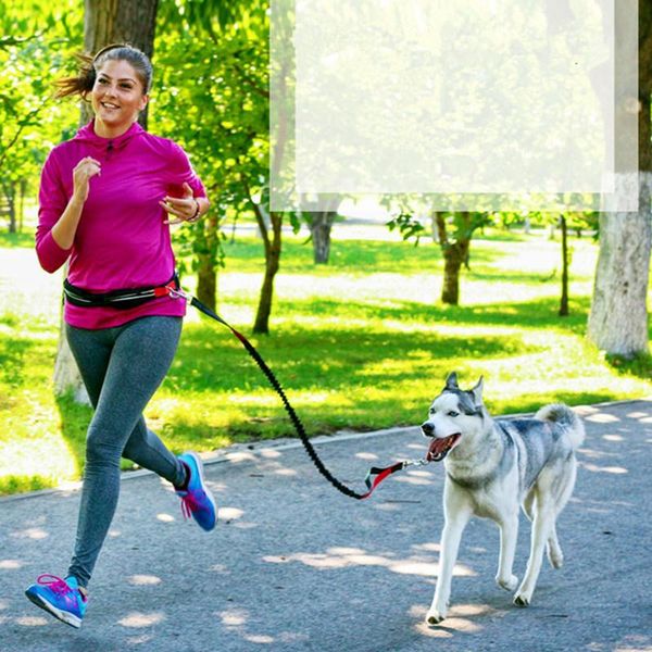 dog collars & leashes leash hands for dogs walking reflective with jogging bag retractable walker pet supplies
dog collars & leashes leash hands for dogs walking reflective with jogging bag retractable walker pet supplies