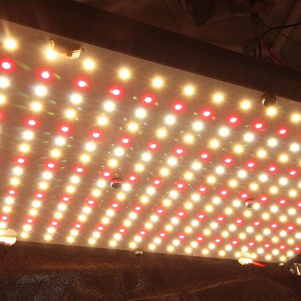 hydroponic cultivation luminescent waterproof led plant lamp indoor plant growing lamp used for greenhouse planting
hydroponic cultivation luminescent waterproof led plant lamp indoor plant growing lamp used for greenhouse planting