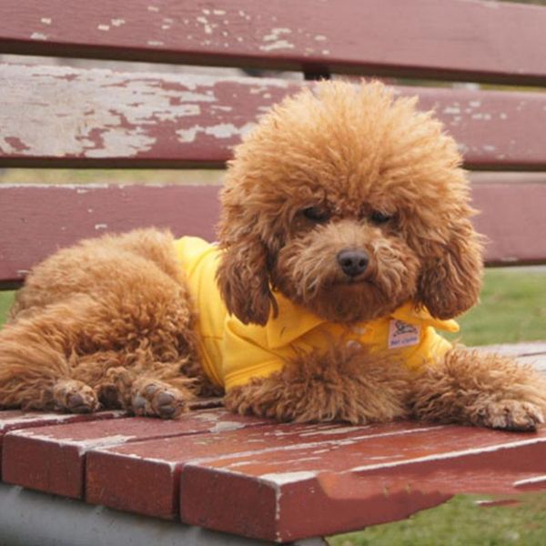 dog apparel fashionable lovely spring and summer clothes teddy polp shirt pet supplies for dogs cats
dog apparel fashionable lovely spring and summer clothes teddy polp shirt pet supplies for dogs cats