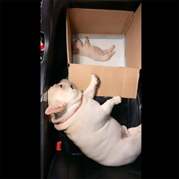 dog apparel drop fee spring autumn flexible warm fashion sweater for french bulldogs corg teddy cat outfit designer clothes
dog apparel drop fee spring autumn flexible warm fashion sweater for french bulldogs corg teddy cat outfit designer clothes