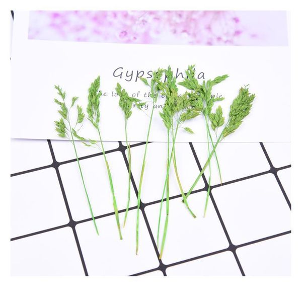 8-10cm/20pcs,natural pressed eternal flowers plant,diy wedding invitations craft gift bookmark decoration,scented candle decor jllbeg
8-10cm/20pcs,natural pressed eternal flowers plant,diy wedding invitations craft gift bookmark decoration,scented candle decor jllbeg