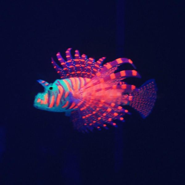 decorations aquarium artificial colorful glowing fish ornaments silicone lionfish floating for tank
decorations aquarium artificial colorful glowing fish ornaments silicone lionfish floating for tank