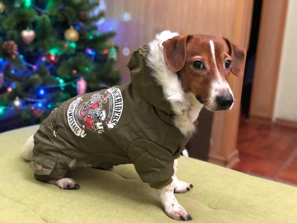 dog apparel pet clothes russia winter warm coat jumpsuit hoodie thicken cotton-padded clothing for teddy dogs costume cat
dog apparel pet clothes russia winter warm coat jumpsuit hoodie thicken cotton-padded clothing for teddy dogs costume cat