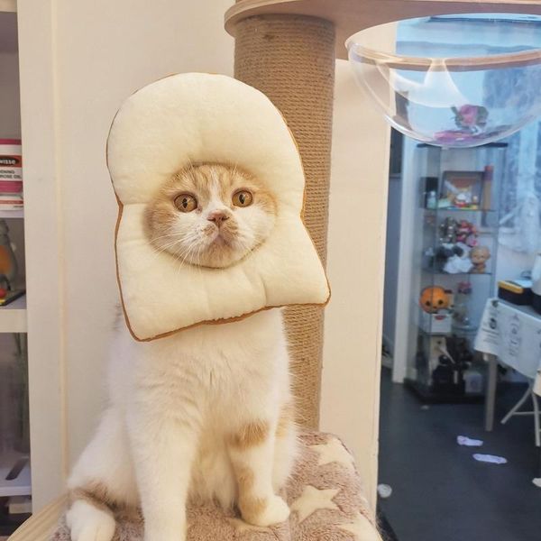 cat collars & leads creative protective adjustable bread shape pet collar dog neck cone recovery anti-bite wound healing
cat collars & leads creative protective adjustable bread shape pet collar dog neck cone recovery anti-bite wound healing