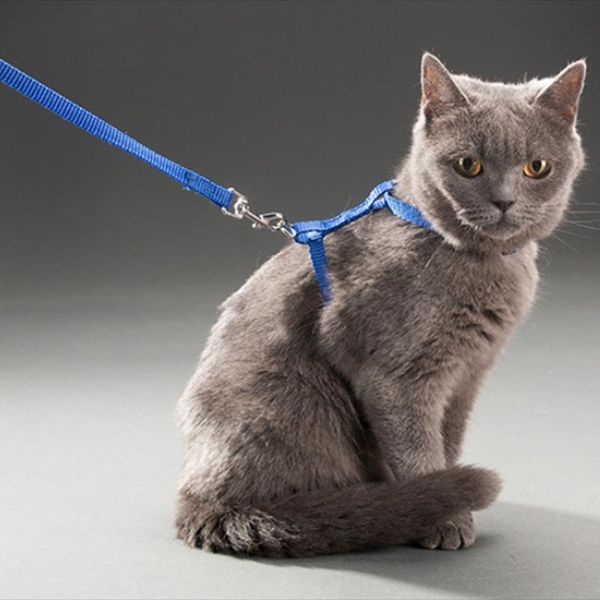 cat collars & leads 1pc dog leash and adjustable collar harness nylon pet traction kitten halter cats products for puppy small dogs
cat collars & leads 1pc dog leash and adjustable collar harness nylon pet traction kitten halter cats products for puppy small dogs