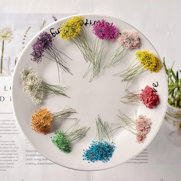 decorative flowers & wreaths natural pressed dried ammi flower dry plants necklace making craft diy accessories artificial decoration 24pcs
decorative flowers & wreaths natural pressed dried ammi flower dry plants necklace making craft diy accessories artificial decoration 24pcs