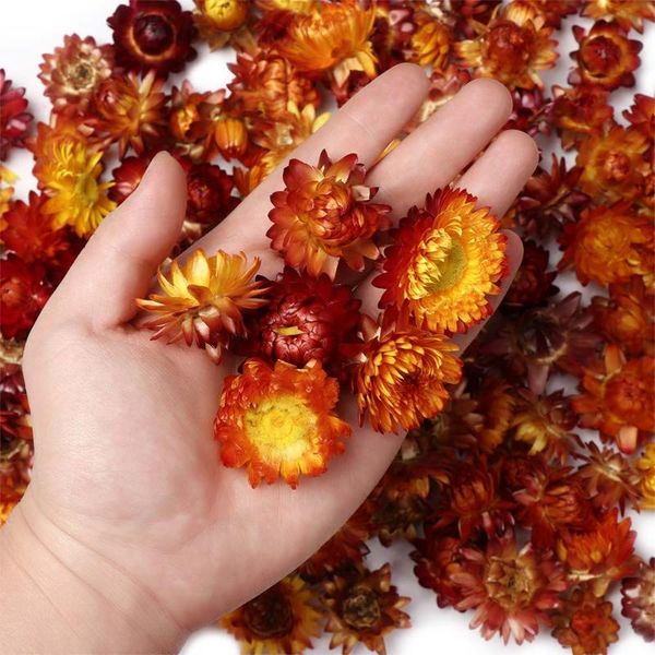 decorative flowers & wreaths 50pcs natural colorful chrysanthemum dried flower heads wedding centerpieces dry preserved
decorative flowers & wreaths 50pcs natural colorful chrysanthemum dried flower heads wedding centerpieces dry preserved