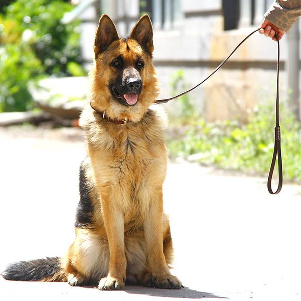 dog collars & leashes leash handmade leather lead dark brown black with gold hook for walking training all breeds 4 sizes pet supplies
dog collars & leashes leash handmade leather lead dark brown black with gold hook for walking training all breeds 4 sizes pet supplies