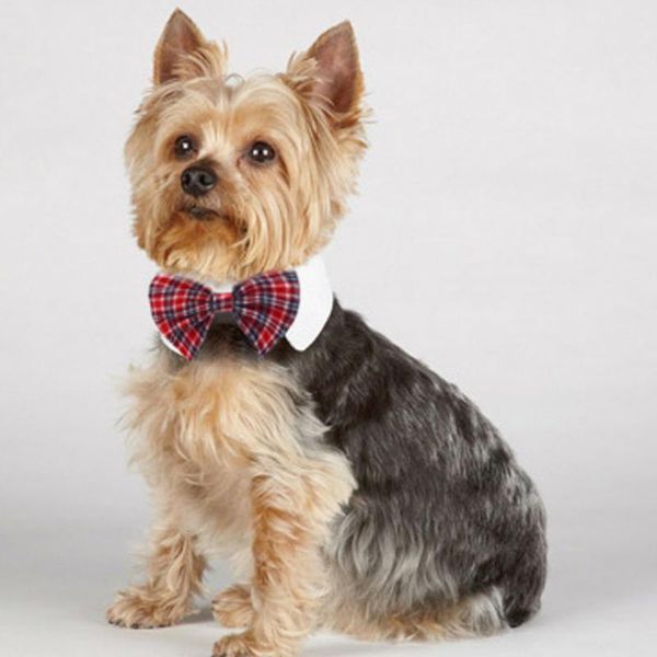 dog apparel grid style pet bowties cat bowknot po props neckties puppy kitten party dress up collar
dog apparel grid style pet bowties cat bowknot po props neckties puppy kitten party dress up collar