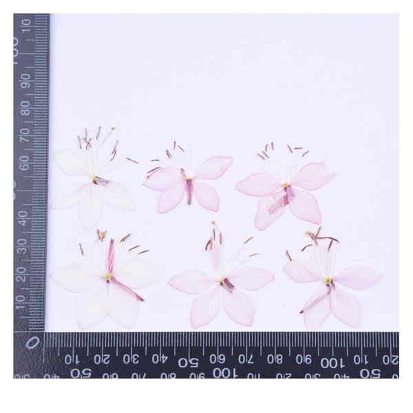 2-4cm/16pcs,pressed dried pansy flowers,nature real flower petals diy candles craft bookmark gift card,flores secas faci jllvaw
2-4cm/16pcs,pressed dried pansy flowers,nature real flower petals diy candles craft bookmark gift card,flores secas faci jllvaw