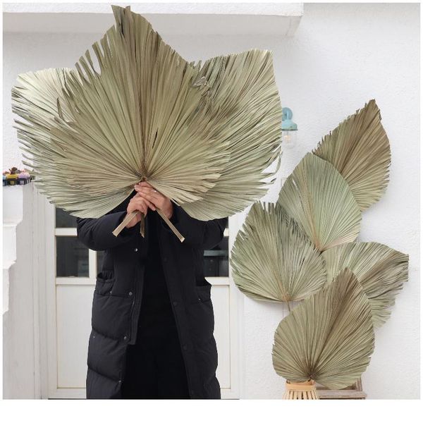 1pcs palm fan leaf dried flower palm leaf window reception party diy art wall hanging decoration for wedding arch arr jlluui
1pcs palm fan leaf dried flower palm leaf window reception party diy art wall hanging decoration for wedding arch arr jlluui