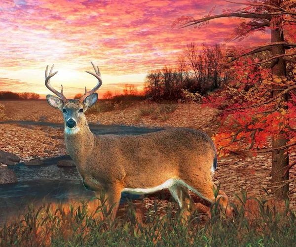 blankets deer in autumn setting fleece throw blanket plush fuzzy cozy bed quilts home decor
blankets deer in autumn setting fleece throw blanket plush fuzzy cozy bed quilts home decor