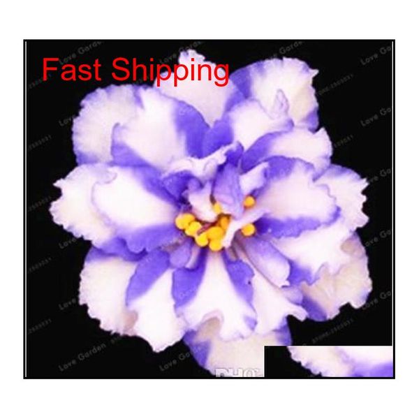 100 pcs/bag african violet seeds saintpaulia ionantha beautiful plant bonsai beautiful flower diy qyldds new_dhbest
100 pcs/bag african violet seeds saintpaulia ionantha beautiful plant bonsai beautiful flower diy qyldds new_dhbest