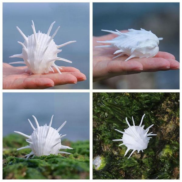 novelty items 7-11cm natural sea chrysanthemum clam, thorny thousand conch white marine shell collectible hand specimen v7z9
novelty items 7-11cm natural sea chrysanthemum clam, thorny thousand conch white marine shell collectible hand specimen v7z9
