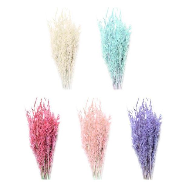 50pcs natural plant colored oat dried flower hay bouquet wedding flower ceremony decoration modern home decoration
50pcs natural plant colored oat dried flower hay bouquet wedding flower ceremony decoration modern home decoration