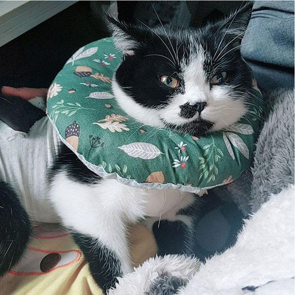 dog collars & leashes comfy pet e-collar for small dogs and cats elizabethan collar soft cotton filled puppy cat recovery neck xs s m l
dog collars & leashes comfy pet e-collar for small dogs and cats elizabethan collar soft cotton filled puppy cat recovery neck xs s m l