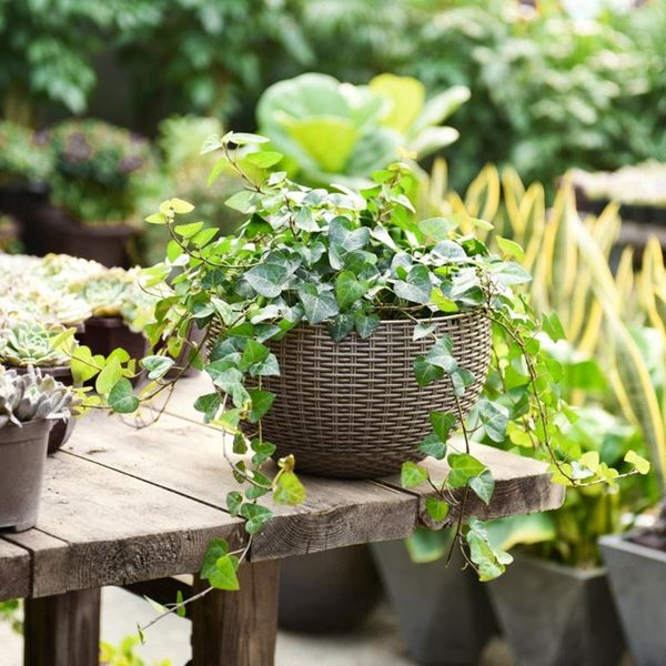 planters & pots 2021 round plastic flower pot garden plant chain hanging balcony decoration
planters & pots 2021 round plastic flower pot garden plant chain hanging balcony decoration