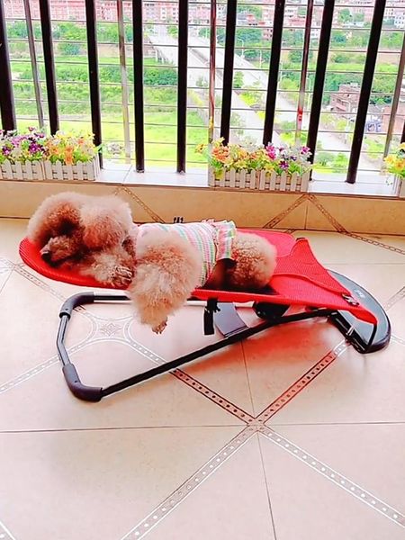 kennels & pens dog rocking chair pet cradle special jarre aero bull spring small teddy elastic large leisure swing
kennels & pens dog rocking chair pet cradle special jarre aero bull spring small teddy elastic large leisure swing