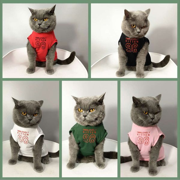 cat vt winter kitten in spring and summer
cat vt winter kitten in spring and summer