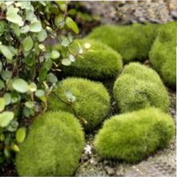 decorative objects & figurines 8pcs/pack green artificial moss stones grass bryophytes home garden bonsai decoration for path decor ornament 
decorative objects & figurines 8pcs/pack green artificial moss stones grass bryophytes home garden bonsai decoration for path decor ornament