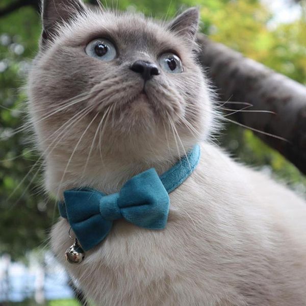 cat costumes pet collar beautiful adjustable bowknot shape decorative accessories for dog
cat costumes pet collar beautiful adjustable bowknot shape decorative accessories for dog