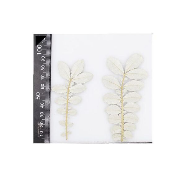 8-12cm/10pcs,natural pressed eternal leaves,real plant diy wedding invitations craft gift bookmark scented candles decoration qylcng
8-12cm/10pcs,natural pressed eternal leaves,real plant diy wedding invitations craft gift bookmark scented candles decoration qylcng