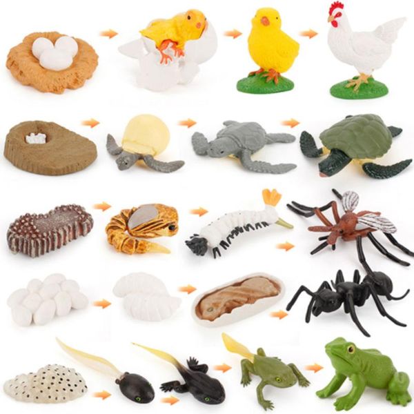 simulation animal insect solid model evolution stage frog tortoise growing environmental protection life growth cycle set
simulation animal insect solid model evolution stage frog tortoise growing environmental protection life growth cycle set