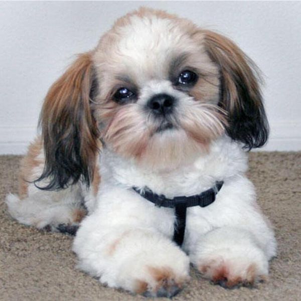 diamond painting shih tzu dog,diy animals 5d full square round drill cross stitch kit embroidery mosaic decor handmade
diamond painting shih tzu dog,diy animals 5d full square round drill cross stitch kit embroidery mosaic decor handmade