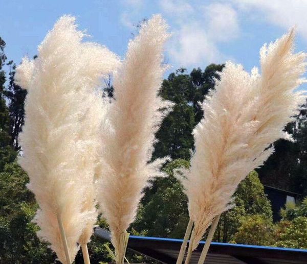 60-80cm white natural reed dried flower big pampas grass bouquet wedding flower ceremony decoration modern home decoration
60-80cm white natural reed dried flower big pampas grass bouquet wedding flower ceremony decoration modern home decoration