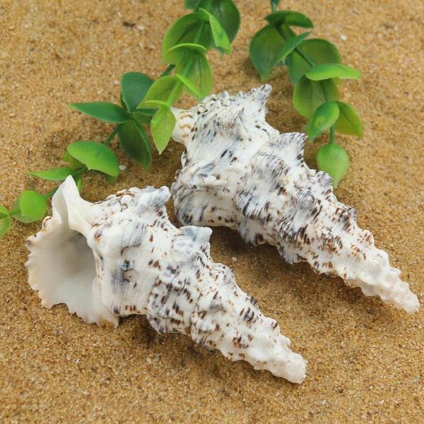 novelty items natural variegated long spiral conch hermit crab replacement shell aquarium landscaping platform decor home collection specime
novelty items natural variegated long spiral conch hermit crab replacement shell aquarium landscaping platform decor home collection specime