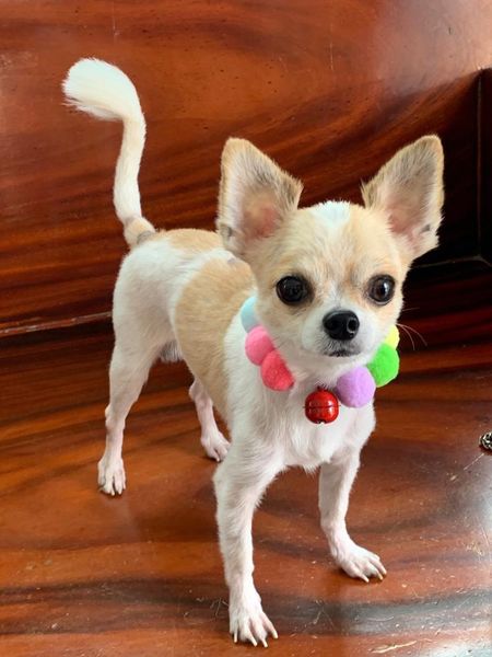 pet dog collar for dogs fur ball collar cat elastic rope with bell cat collars for small large dogs cats dog accessories
pet dog collar for dogs fur ball collar cat elastic rope with bell cat collars for small large dogs cats dog accessories