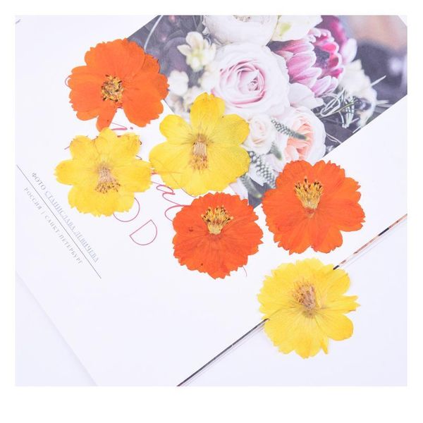 4-6cm/12pcs,natural preserved real flower,cosmos sulphureus for diy wedding invitation bookmark gift card,scented candle de qylzhw
4-6cm/12pcs,natural preserved real flower,cosmos sulphureus for diy wedding invitation bookmark gift card,scented candle de qylzhw