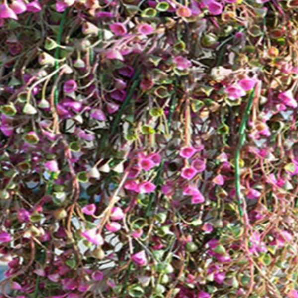 decorative flowers & wreaths simulation artificial plant rattan vine decoration realistic for home wedding party din889
decorative flowers & wreaths simulation artificial plant rattan vine decoration realistic for home wedding party din889