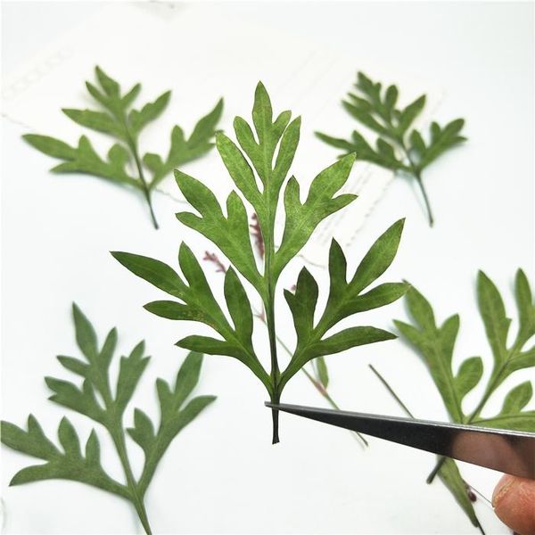 decorative flowers & wreaths 12pcs,pressed cosmos sulphureus leaves,nature real touch display leaf, diy candles craft bookmark gift card,fac
decorative flowers & wreaths 12pcs,pressed cosmos sulphureus leaves,nature real touch display leaf, diy candles craft bookmark gift card,fac