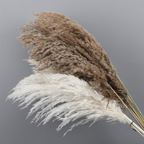 decorative flowers & wreaths pampas grass home decor fluffy natural dried bleached bouquet vintage style wedding dekoration christmas party
decorative flowers & wreaths pampas grass home decor fluffy natural dried bleached bouquet vintage style wedding dekoration christmas party