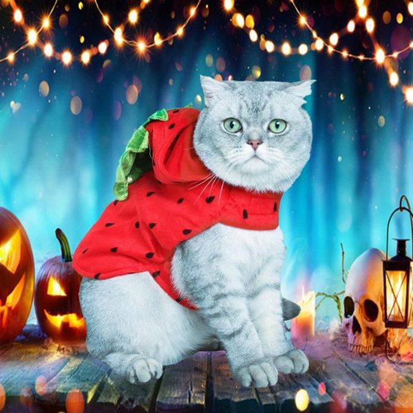 lovely pet cat clothes halloween costumes for small pet clothes cute red strawberry funny puppy decoration
lovely pet cat clothes halloween costumes for small pet clothes cute red strawberry funny puppy decoration