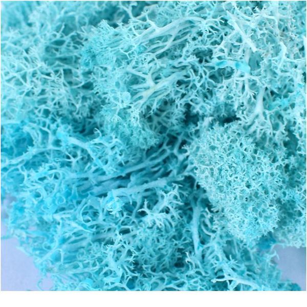 5g/lot decorative sphagnum mosses dry natural fresh moss,real eternal dried grass,diy decorative preserved flowers acc jllnmn
5g/lot decorative sphagnum mosses dry natural fresh moss,real eternal dried grass,diy decorative preserved flowers acc jllnmn