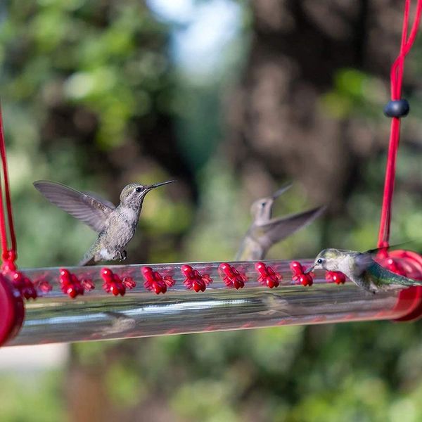 outdoor hummingbird feeder tubes wild bird feeders garden tree hanging outside birds supplies feed the birds the grain jar
outdoor hummingbird feeder tubes wild bird feeders garden tree hanging outside birds supplies feed the birds the grain jar