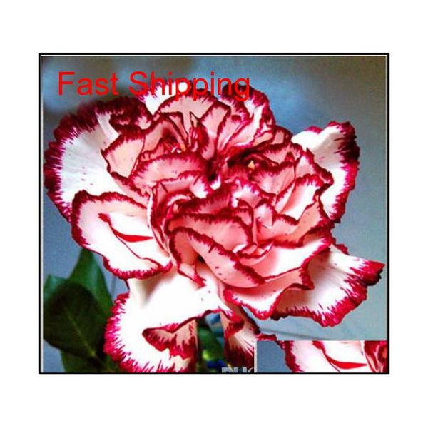 promotion 10 colors available carnation seeds perennial flowers potted garden plants dianthus caryophy qylgxx homes2011
promotion 10 colors available carnation seeds perennial flowers potted garden plants dianthus caryophy qylgxx homes2011