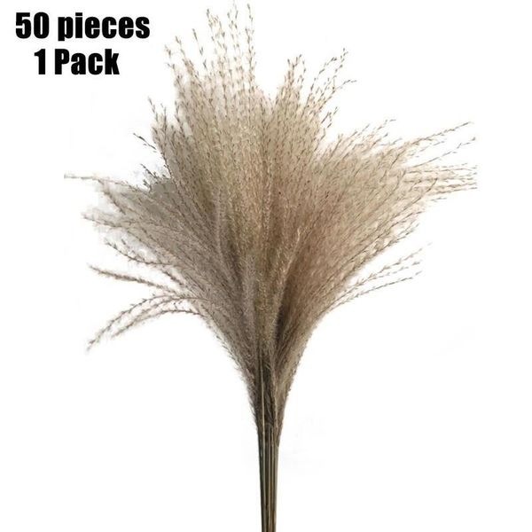 pampas gras wit katoen goedkope woondecoratie gedroogde bloem konijnen staart gras
pampas gras wit katoen goedkope woondecoratie gedroogde bloem konijnen staart gras