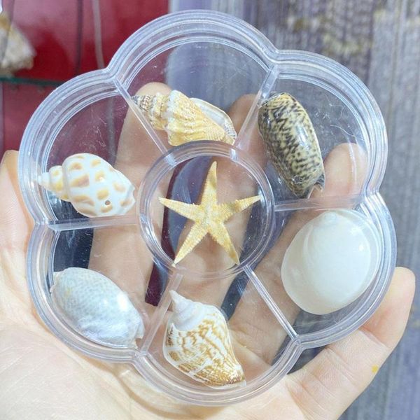decorations 7 grid conch set natural snail nautical home fish tank shell collectibles starfish ornaments seashells decor fossil specime e2n5
decorations 7 grid conch set natural snail nautical home fish tank shell collectibles starfish ornaments seashells decor fossil specime e2n5