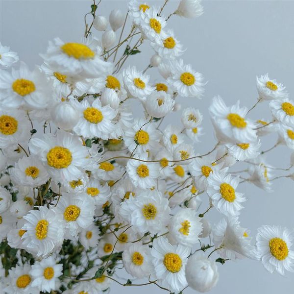 decorative flowers & wreaths real natural eternal preserved dried flower diy helichrysum material wedding party home decoration daisy bouque
decorative flowers & wreaths real natural eternal preserved dried flower diy helichrysum material wedding party home decoration daisy bouque
