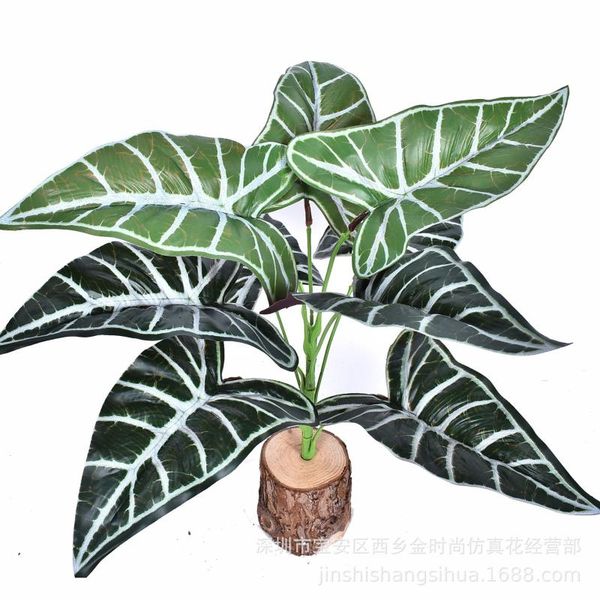 model alocasia leaf 9 head in large green plant bundle of potted plant model wall with wood grade plants
model alocasia leaf 9 head in large green plant bundle of potted plant model wall with wood grade plants