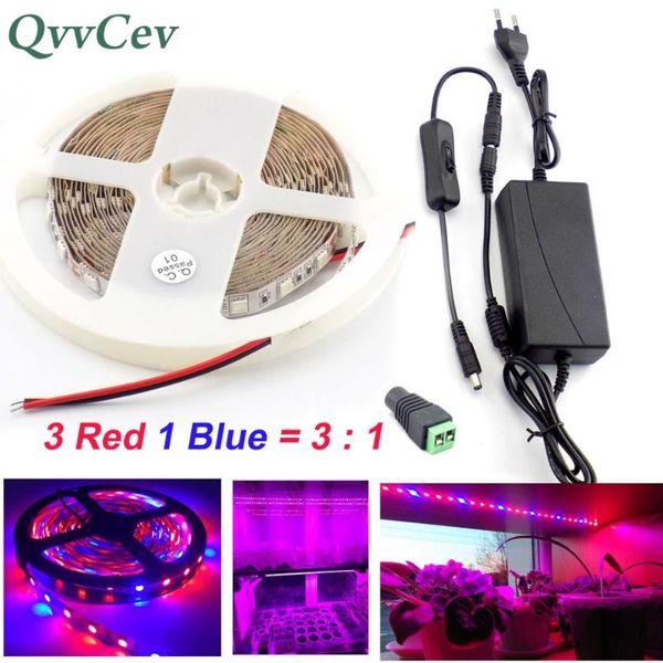 qvvcev waterproof led strip grow light growing plant lamp 3 red 1 blue lights 2m 3m 5m dc12v 2a/3a smd power adapter+switch
qvvcev waterproof led strip grow light growing plant lamp 3 red 1 blue lights 2m 3m 5m dc12v 2a/3a smd power adapter+switch