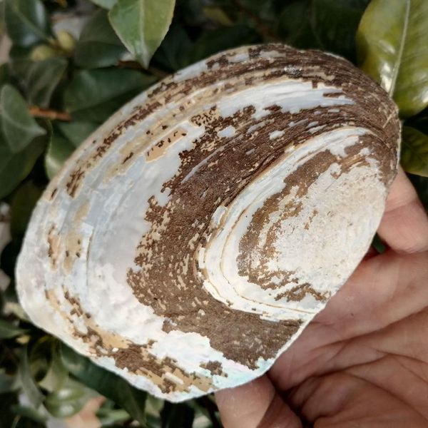 novelty items natural shell pearl big clam teaching appliance creative scraper soap box ashtray pot
novelty items natural shell pearl big clam teaching appliance creative scraper soap box ashtray pot