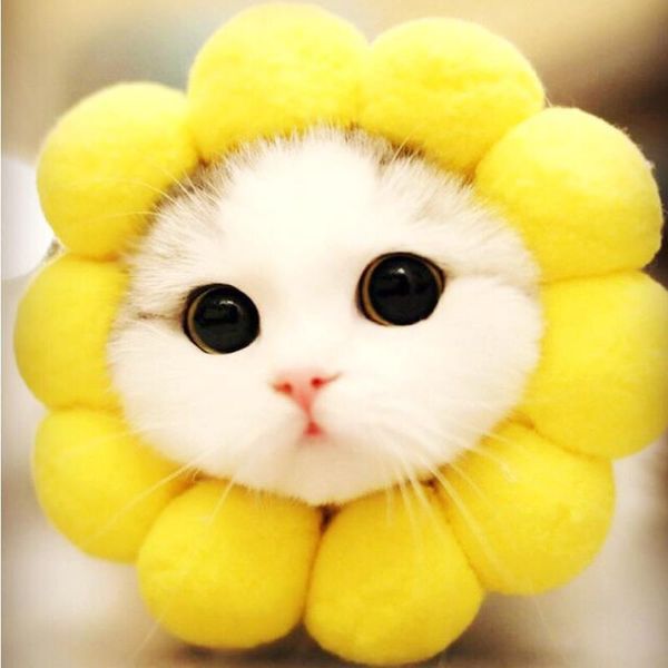 cat costumes sunflower headgear collar pet neck cone recovery for anti-bite lick wound healing protective cats
cat costumes sunflower headgear collar pet neck cone recovery for anti-bite lick wound healing protective cats