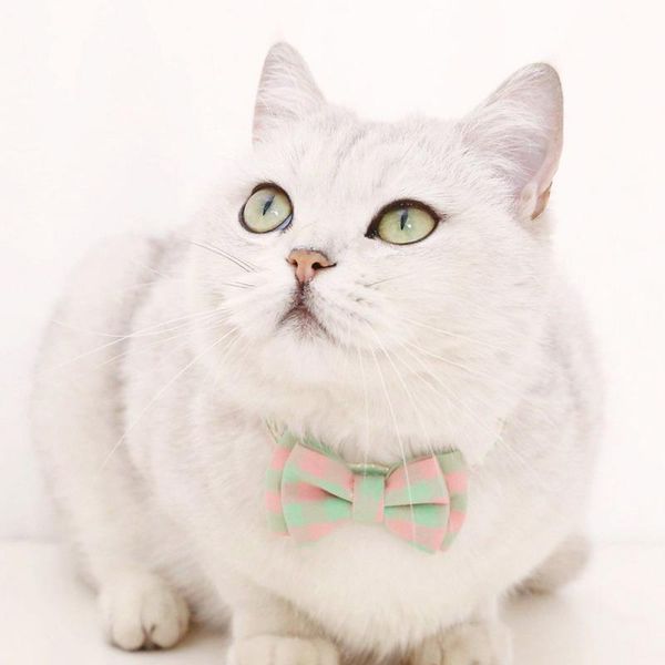 cat collars & leads kitten collar bow bell tie adjustable puppy soft comfortable hand-sewn fashion pet supplies ccoration 2021
cat collars & leads kitten collar bow bell tie adjustable puppy soft comfortable hand-sewn fashion pet supplies ccoration 2021